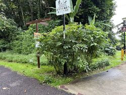 Jalan Merah Saga (D10), Condominium #603055371